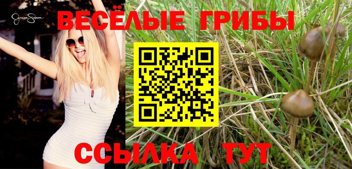 Галлюциногенные грибы Psilocybe  Вход с VPN  Кузнецк 